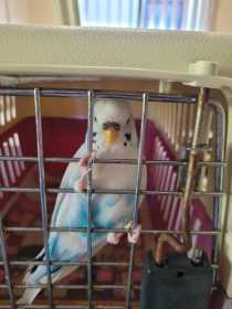 Found Budgerigar