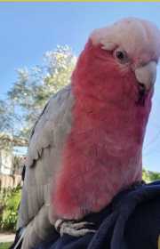 Found Galah Cockatoo