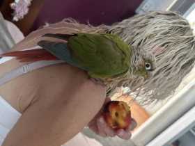 Found Conure