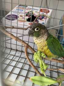 Found Conure