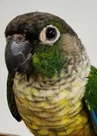 Found Conure