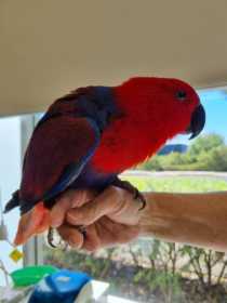 Found Eclectus