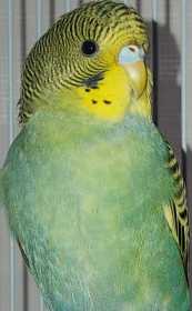 Found Budgerigar