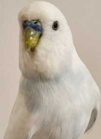 Found Budgerigar