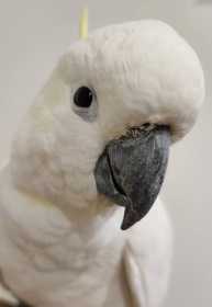 Found Cockatoo