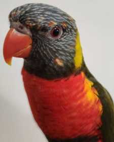 Found Lory / Lorikeet