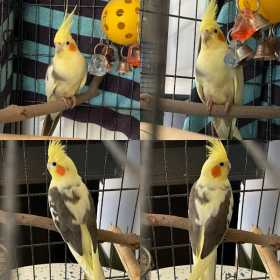 Found Cockatiel