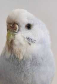 Found Budgerigar