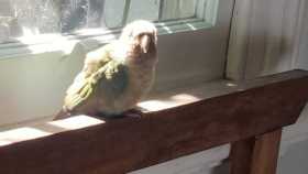 Found Conure