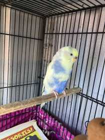 Found Budgerigar