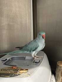 Found Indian Ringneck Parakeet