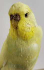 Found Budgerigar