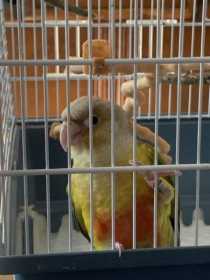 Found Conure