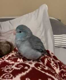 Found Parrotlet