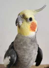 Found Cockatiel