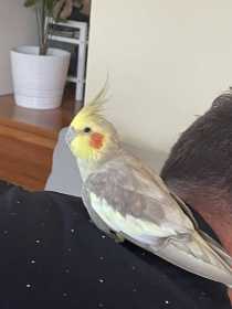 Found Cockatiel