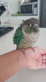 Found Conure