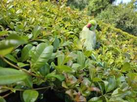 Found Indian Ringneck Parakeet