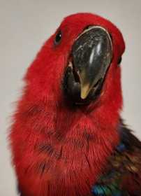 Found Eclectus