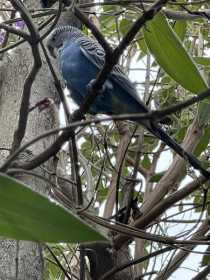 Found Budgerigar