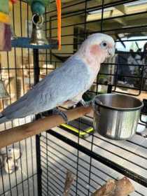 Found Galah Cockatoo