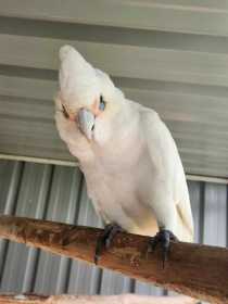 Found Corella Cockatoo