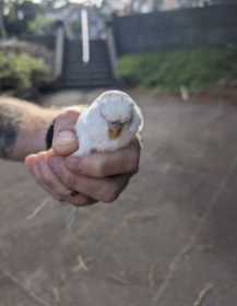 Found Budgerigar