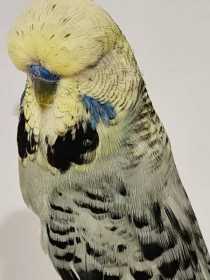 Found Budgerigar