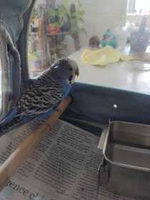 Found Budgerigar