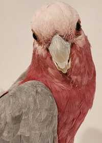 Found Galah Cockatoo