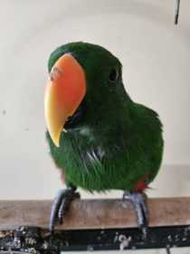 Found Eclectus