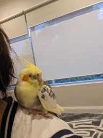 Found Cockatiel