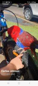 Found Eclectus