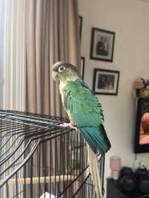 Found Conure