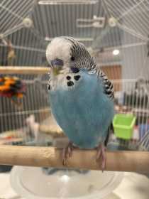 Found Budgerigar