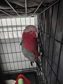 Found Galah Cockatoo