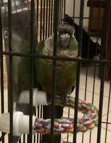 Found Conure