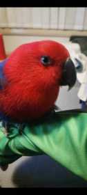 Found Eclectus