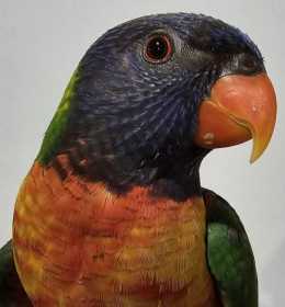 Found Lory / Lorikeet