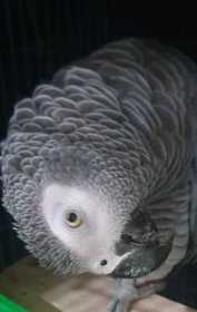 Found African Grey