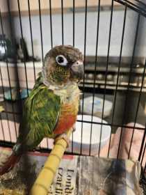 Found Conure