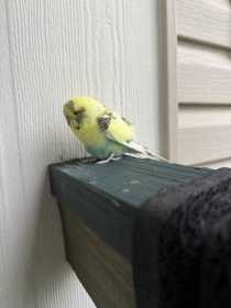 Found Budgerigar