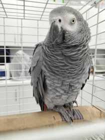 Found African Grey