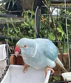 Found Indian Ringneck Parakeet