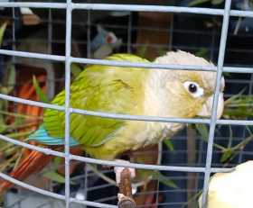 Found Conure