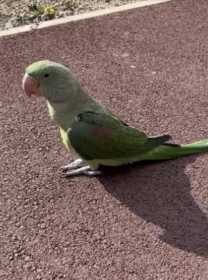 Found Alexandrine