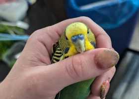 Found Budgerigar