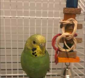 Found Parakeet