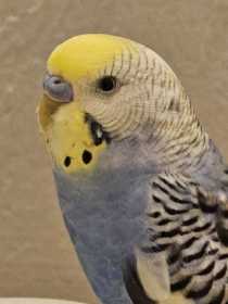 Found Budgerigar