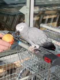 Found African Grey